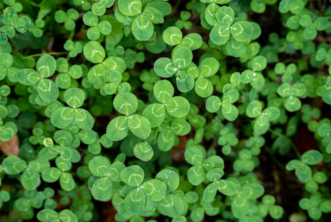 Your 2025 Guide to St Patrick's Day in New Zealand