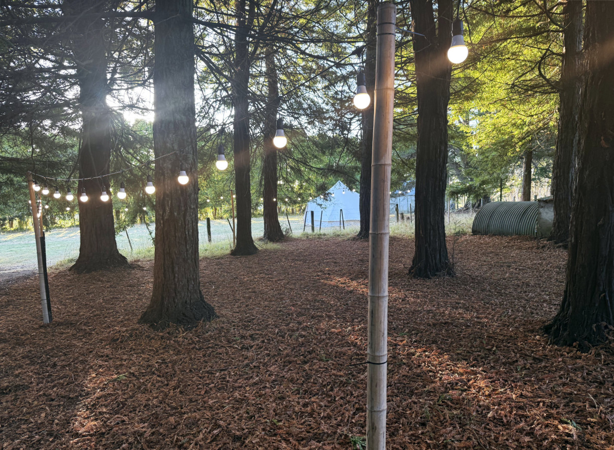 A rustic outdoor event space by Light and Leaf Co., Auckland, with festoon lights strung through trees and on bamboo poles over a leaf-covered ground.