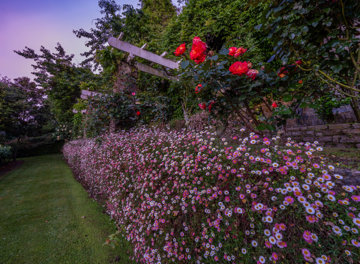 A path through the Victorian-styled rose gardens of Black Swan Lakeside Boutique Hotel, Rotorua, featuring red and pink flowers.