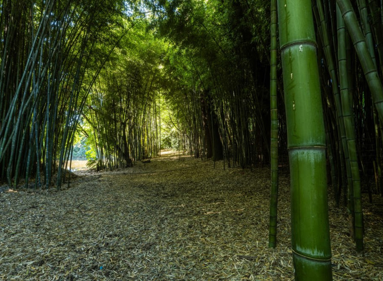 A tranquil path through the bamboo forest on the elegant grounds of Hana Lodge in Rotorua.