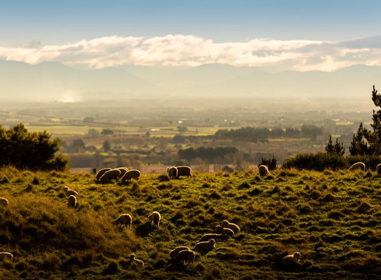 Sheep graze on a sun-drenched pastoral hillside, reflecting the serene outdoor spaces at Waipuna Estate, Christchurch.