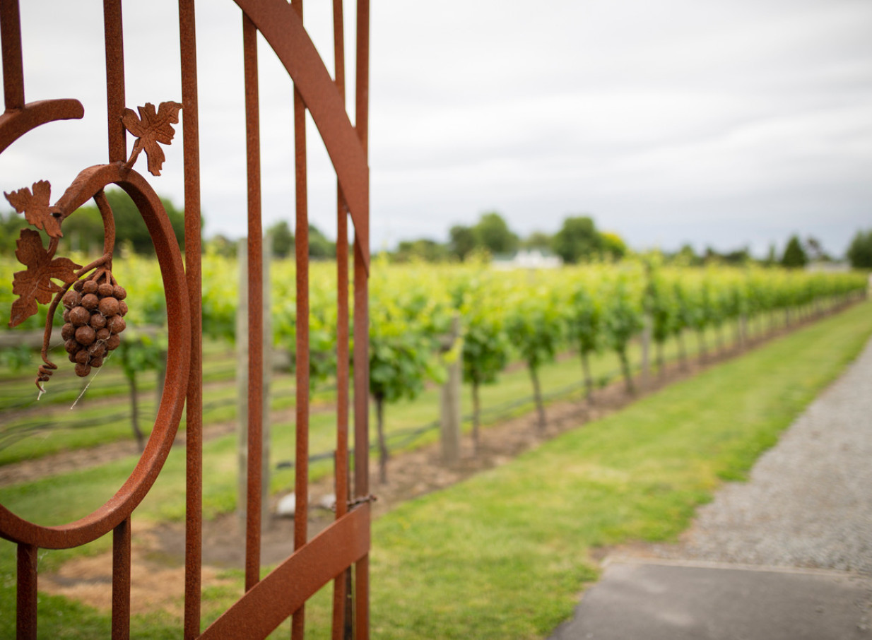 The rustic wrought-iron gate of Omarino Estate in Christchurch opens to a picturesque vineyard, blending country charm with elegance.
